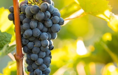 Grappe de raisins noirs