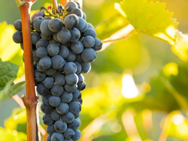 Grappe de raisins noirs