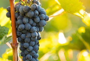 Grappe de raisins noirs