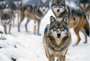 loups